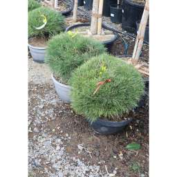 GÖMBFENYŐ 30L- PINUS BREPO BALL BOWL