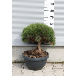 GÖMBFENYŐ 30L- PINUS BREPO BALL BOWL