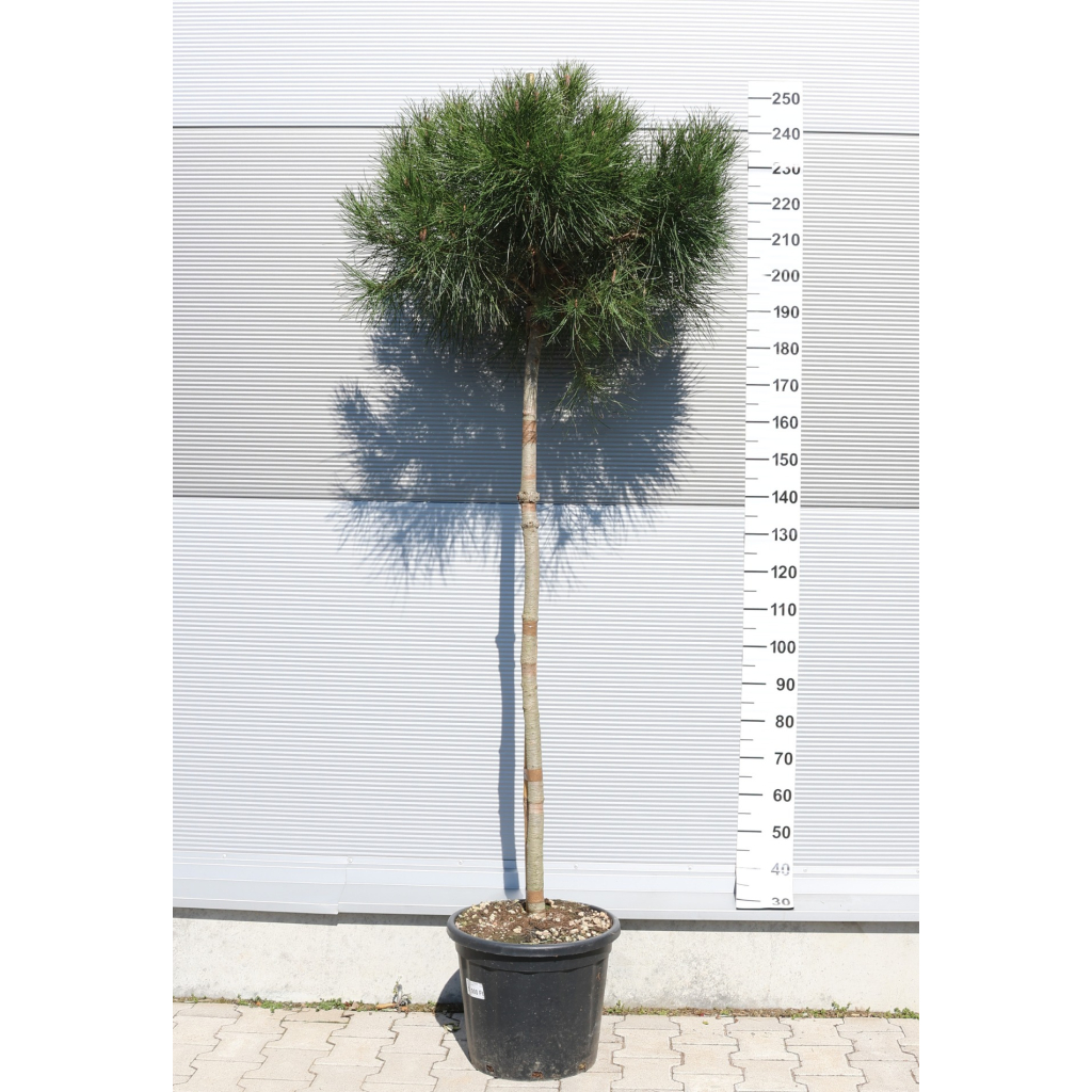 MANDULAFENYŐ 1/2 TÖRZSES- PINUS PINEA 1/2 STANDARD