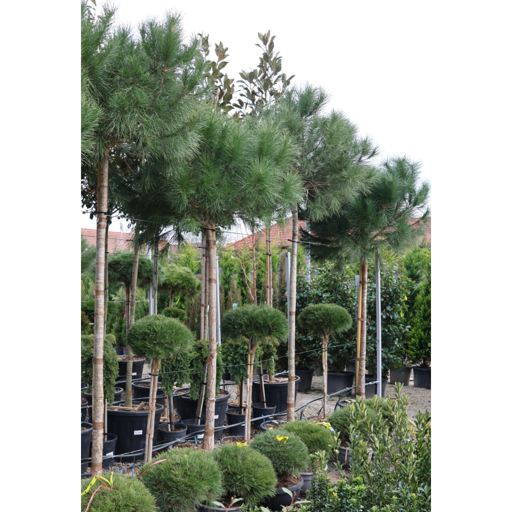 MANDULAFENYŐ C. 14/16- PINUS PINEA STANDARD