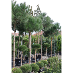 MANDULAFENYŐ C. 14/16- PINUS PINEA STANDARD