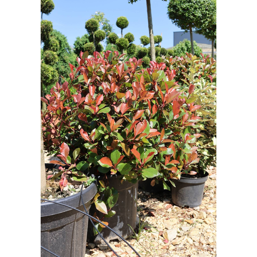 KORALLBERKENYE LITTLE RED ROBIN GÖMB 18L -PHOTINIA FRASERI LITTLE RED ROBIN BALL