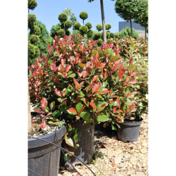 KORALLBERKENYE LITTLE RED ROBIN GÖMB 18L -PHOTINIA FRASERI LITTLE RED ROBIN BALL