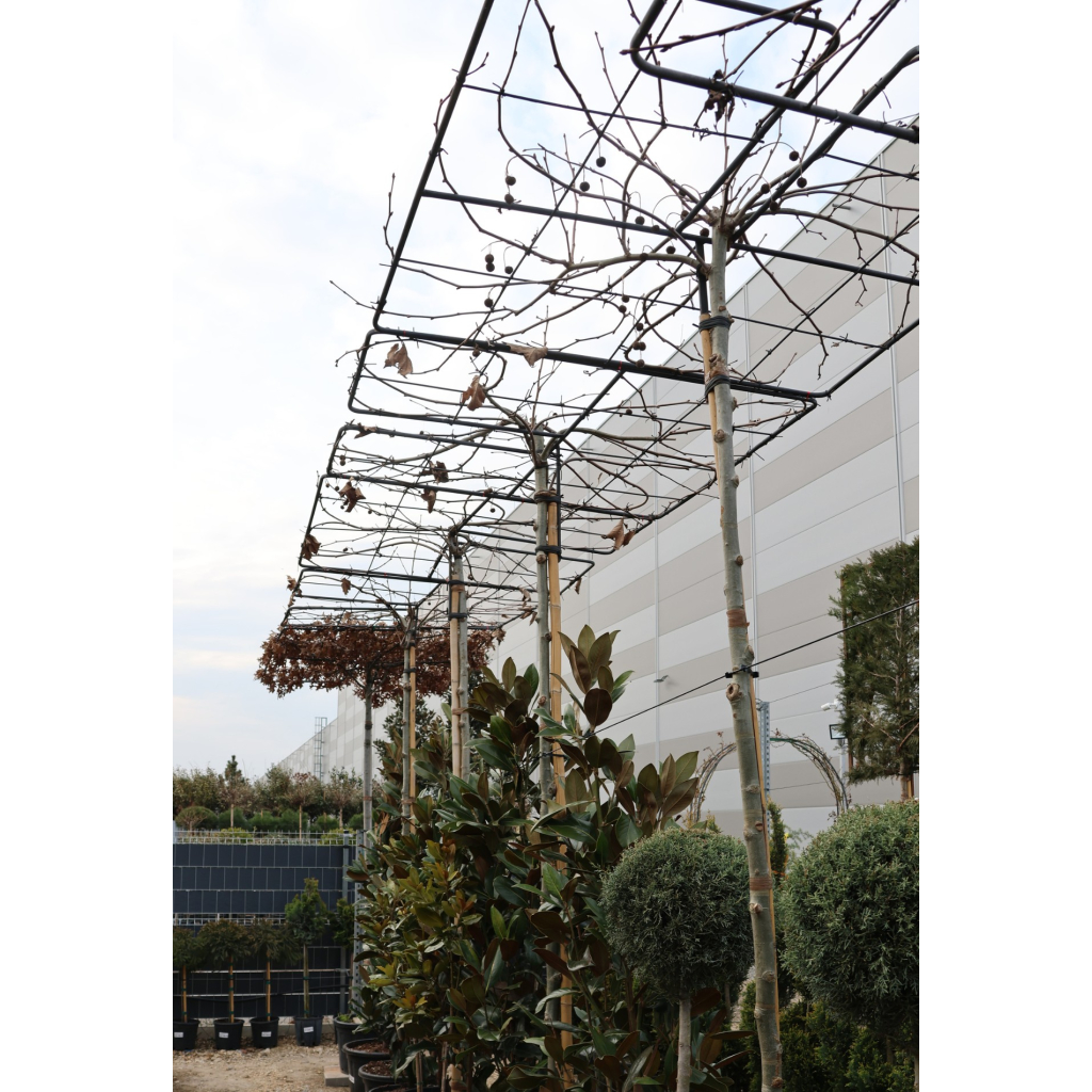 PLATÁN ESERNYŐFA 280 CM- PLATANUS X ACERIFOLIA TABLETOP