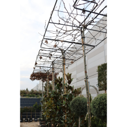 PLATÁN ESERNYŐFA 280 CM- PLATANUS X ACERIFOLIA TABLETOP