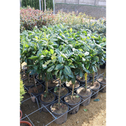 BABÉRMEGGY NOVITA TÖRZSES 1/4- PRUNUS LAUROCERASUS NOVITA 1/4 STANDARD