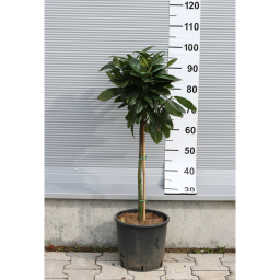 BABÉRMEGGY NOVITA TÖRZSES 1/4- PRUNUS LAUROCERASUS NOVITA 1/4 STANDARD