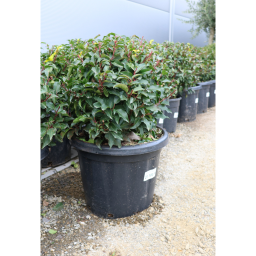 PORTUGÁL BABÉRMEGGY GÖMB- PRUNUS LUSITANICA BRENELIA BALL