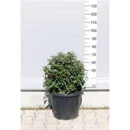 PORTUGÁL BABÉRMEGGY GÖMB- PRUNUS LUSITANICA BRENELIA BALL