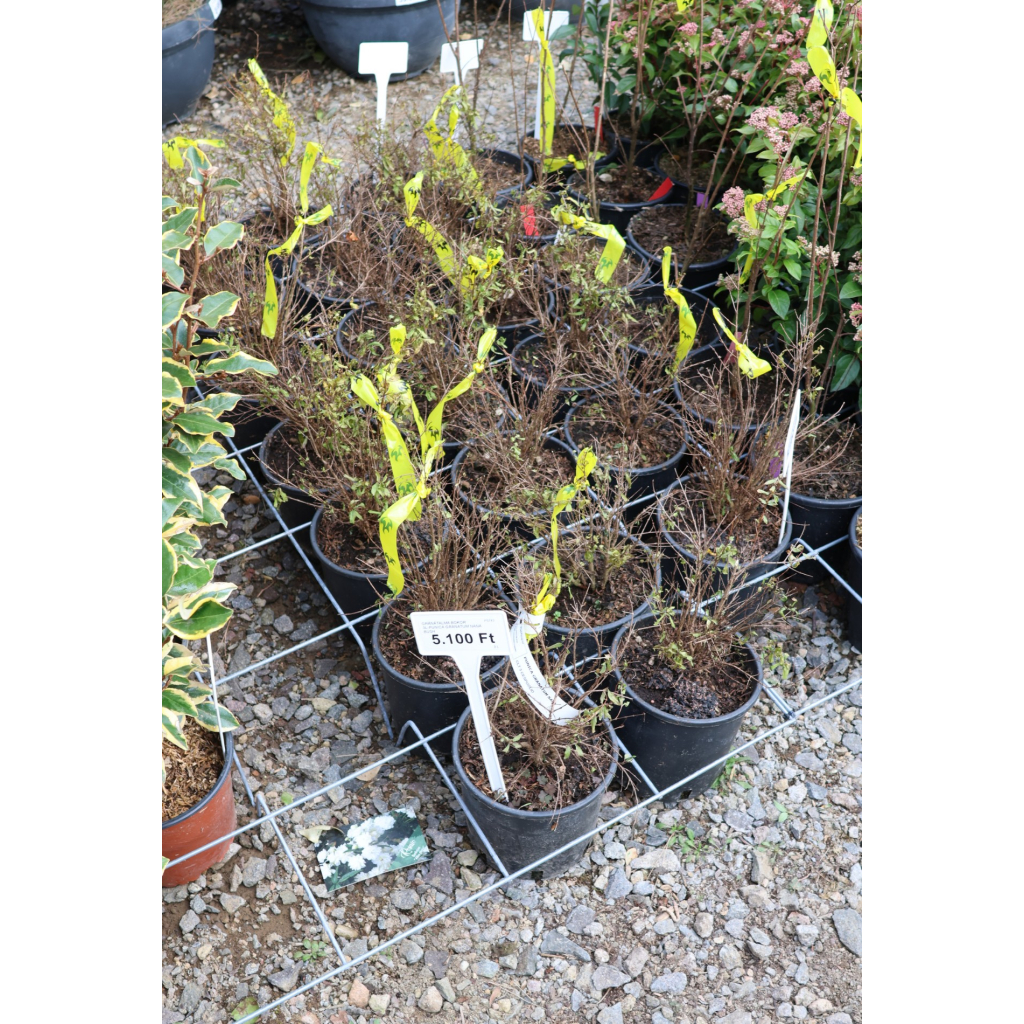 GRÁNÁTALMA BOKOR 3L-PUNICA GRANATUM NANA BUSH