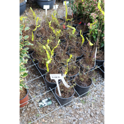 GRÁNÁTALMA BOKOR 3L-PUNICA GRANATUM NANA BUSH