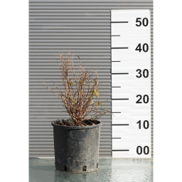 GRÁNÁTALMA BOKOR 3L-PUNICA GRANATUM NANA BUSH