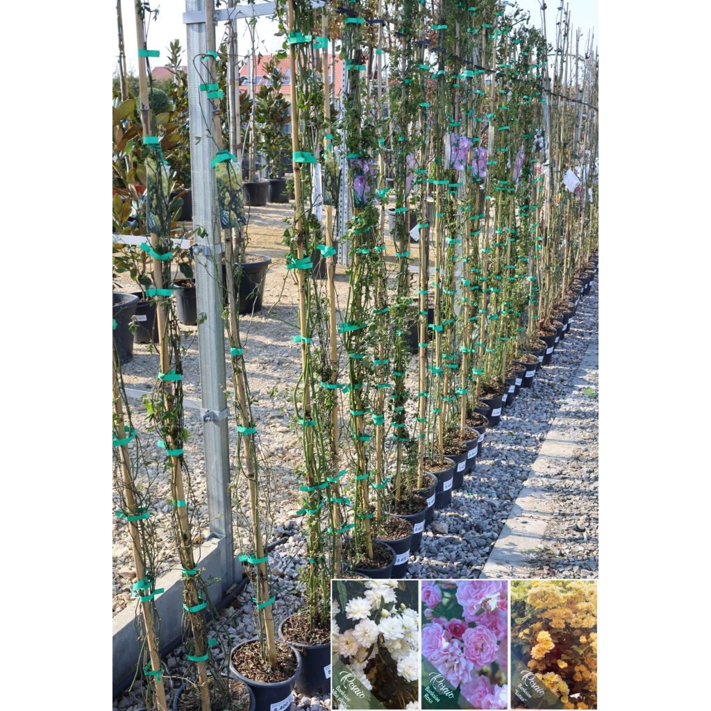 BANK-RÓZSA FUTÓ- ROSA BANKSIAE LUTEA CLIMBING