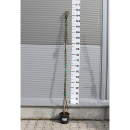 BANK-RÓZSA FUTÓ- ROSA BANKSIAE LUTEA CLIMBING