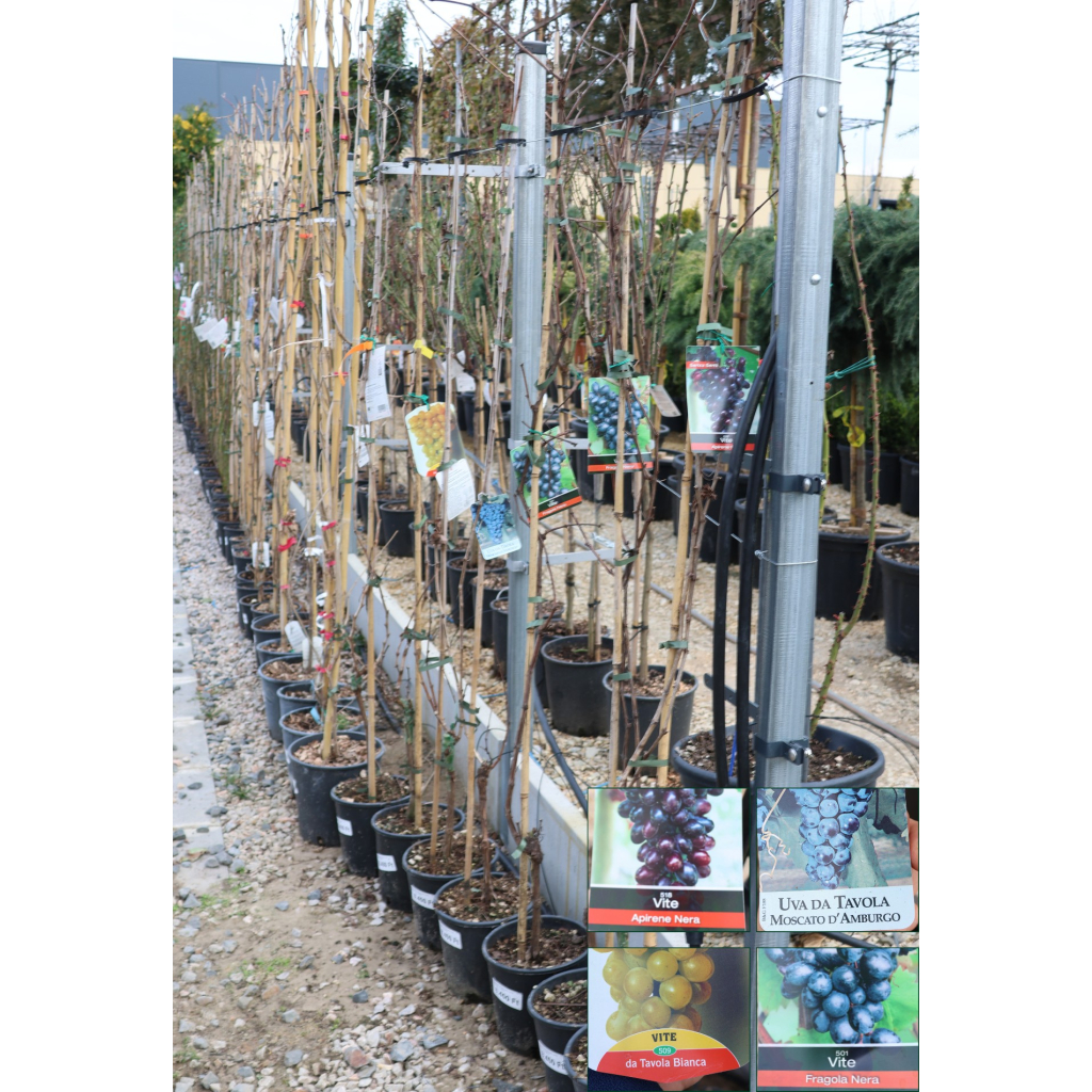 BŐTERMŐ SZŐLŐ FUTÓ- VITIS VINIFERA CLIMBING