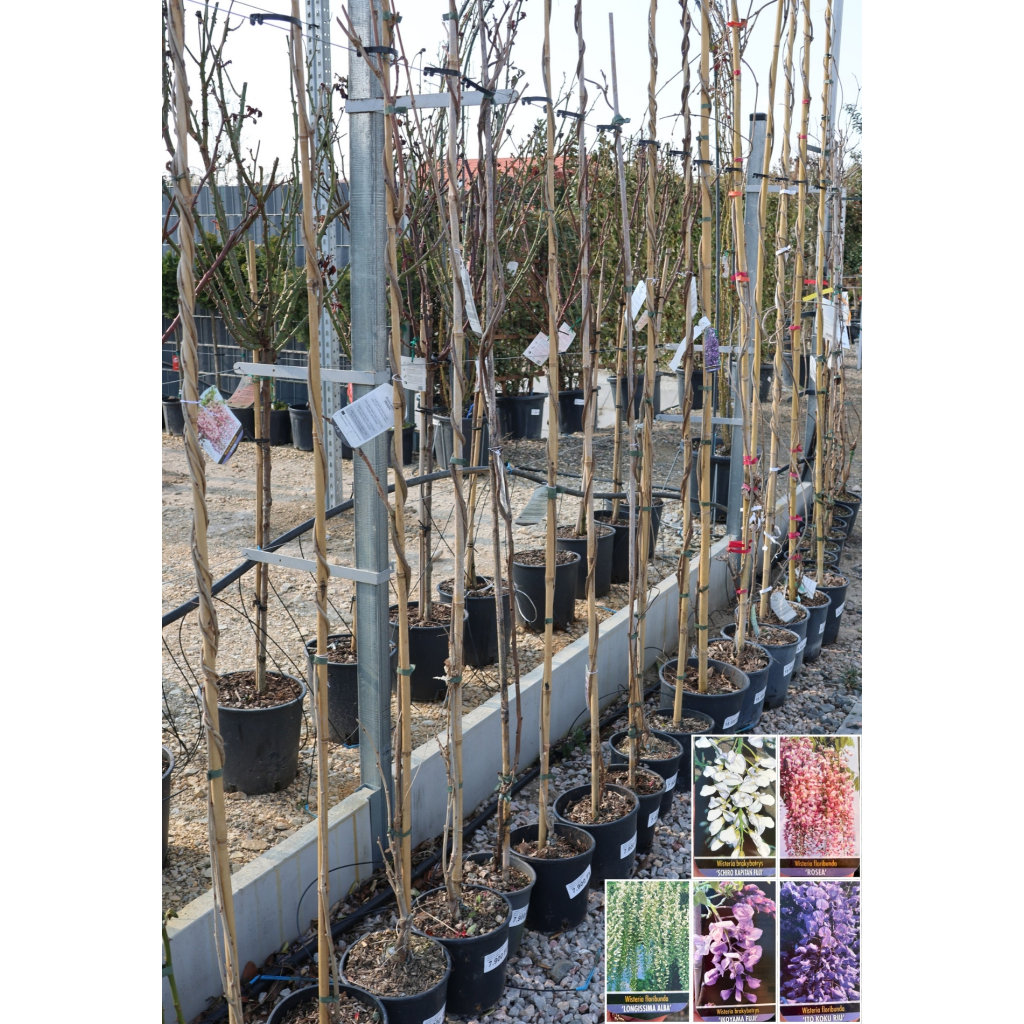 LILAAKÁC FUTÓ TÖBBFÉLE 180/200 CM- WISTERIA IN VARIETA CLIMBING