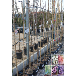 LILAAKÁC FUTÓ TÖBBFÉLE 180/200 CM- WISTERIA IN VARIETA CLIMBING