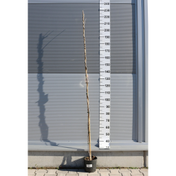 LILAAKÁC FUTÓ TÖBBFÉLE 180/200 CM- WISTERIA IN VARIETA CLIMBING