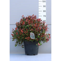 KORALLBERKENYE LITTLE RED ROBIN GÖMB 18L -PHOTINIA FRASERI LITTLE RED ROBIN BALL
