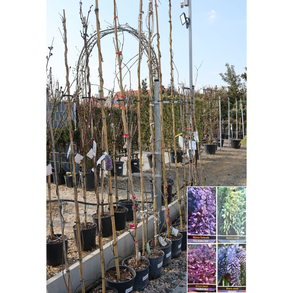 LILAAKÁC FUTÓ TÖBBFÉLE 200/250 CM- WISTERIA IN VARIETA CLIMBING