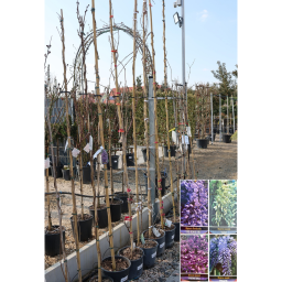 LILAAKÁC FUTÓ TÖBBFÉLE 200/250 CM- WISTERIA IN VARIETA CLIMBING