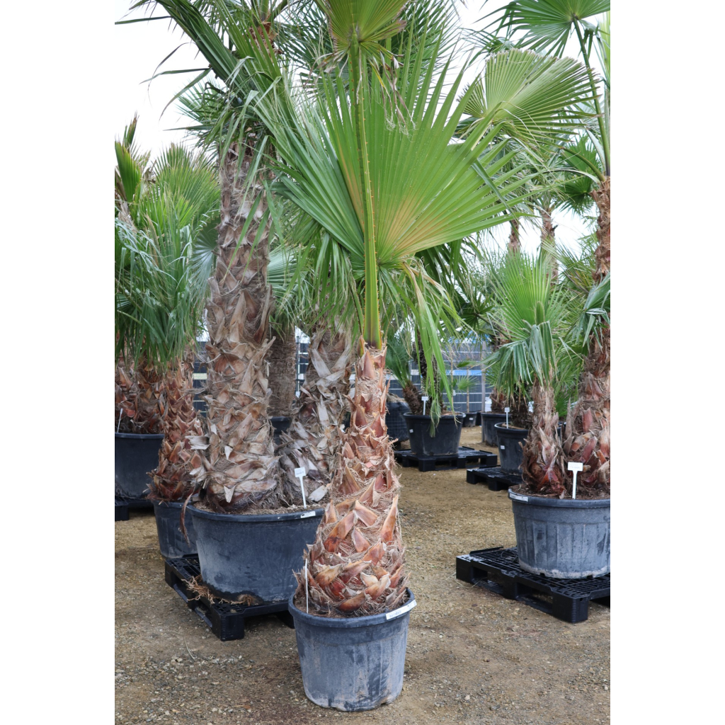 MEXIKÓI WASHINGTON PÁLMA 90/110 L- WASHINGTONIA ROBUSTA