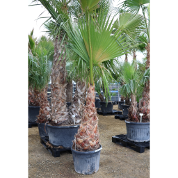 MEXIKÓI WASHINGTON PÁLMA 90/110 L- WASHINGTONIA ROBUSTA