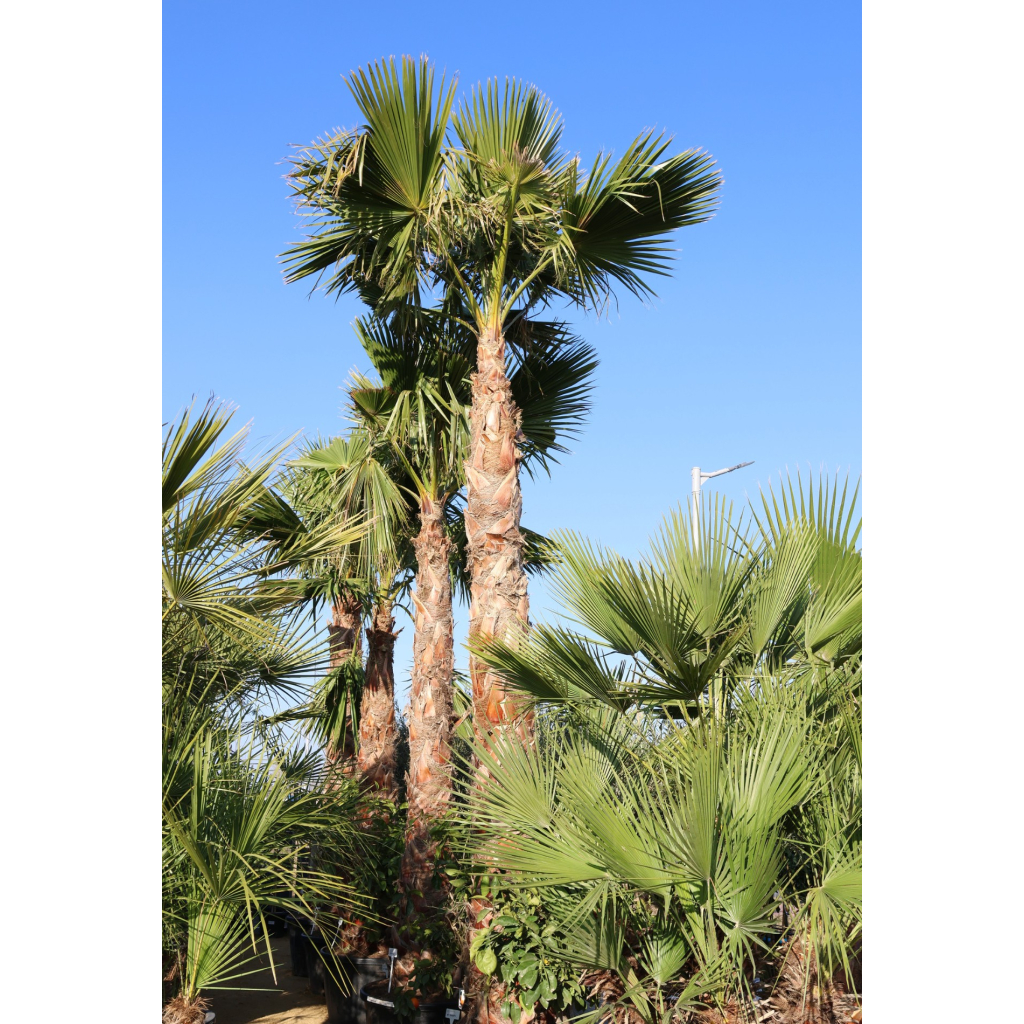 MEXIKÓI WASHINGTON PÁLMA 180/230 L- WASHINGTONIA ROBUSTA