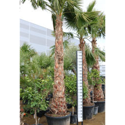 MEXIKÓI WASHINGTON PÁLMA 180/230 L- WASHINGTONIA ROBUSTA