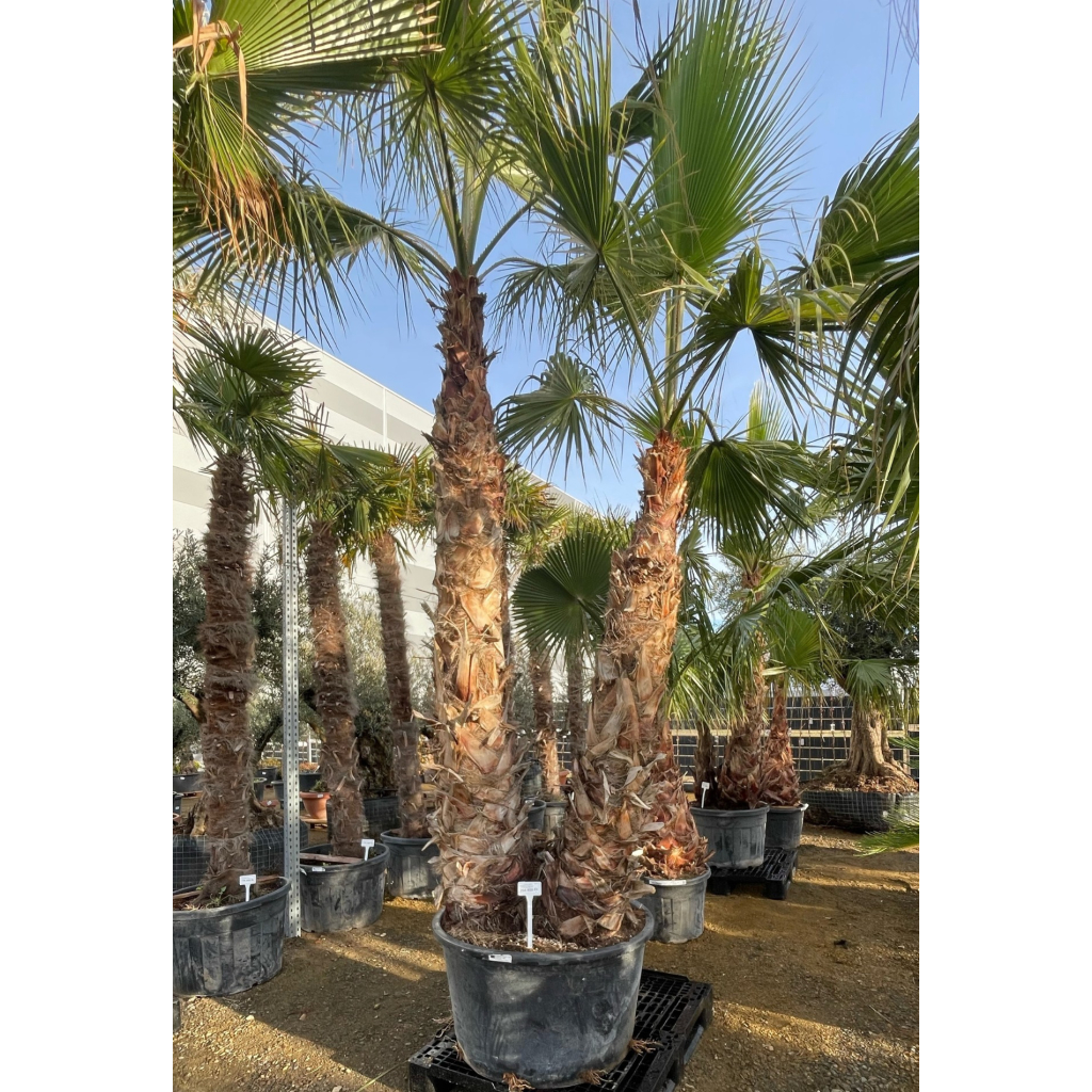 DUPLATÖRZSES MEXIKÓI WASHINGTON PÁLMA 230 L- WASHINGTONIA ROBUSTA