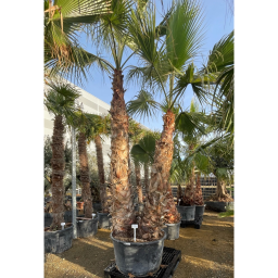 DUPLATÖRZSES MEXIKÓI WASHINGTON PÁLMA 230 L- WASHINGTONIA ROBUSTA