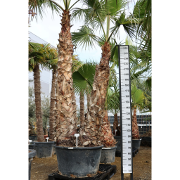 DUPLATÖRZSES MEXIKÓI WASHINGTON PÁLMA 230 L- WASHINGTONIA ROBUSTA