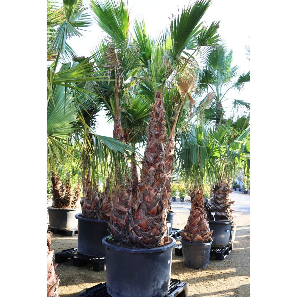 TRIPLATÖRZSES MEXIKÓI WASHINGTON PÁLMA- WASHINGTONIA ROBUSTA