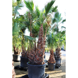 TRIPLATÖRZSES MEXIKÓI WASHINGTON PÁLMA- WASHINGTONIA ROBUSTA