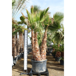 TRIPLATÖRZSES MEXIKÓI WASHINGTON PÁLMA- WASHINGTONIA ROBUSTA
