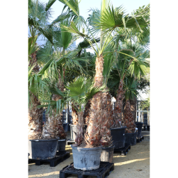 DUPLATÖRZSES MEXIKÓI WASHINGTON PÁLMA 230L- WASHINGTONIA ROBUSTA