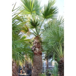 KALIFORNIAI WASHINGTON PÁLMA- WASHINGTONIA FILIFERA