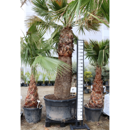 KALIFORNIAI WASHINGTON PÁLMA- WASHINGTONIA FILIFERA