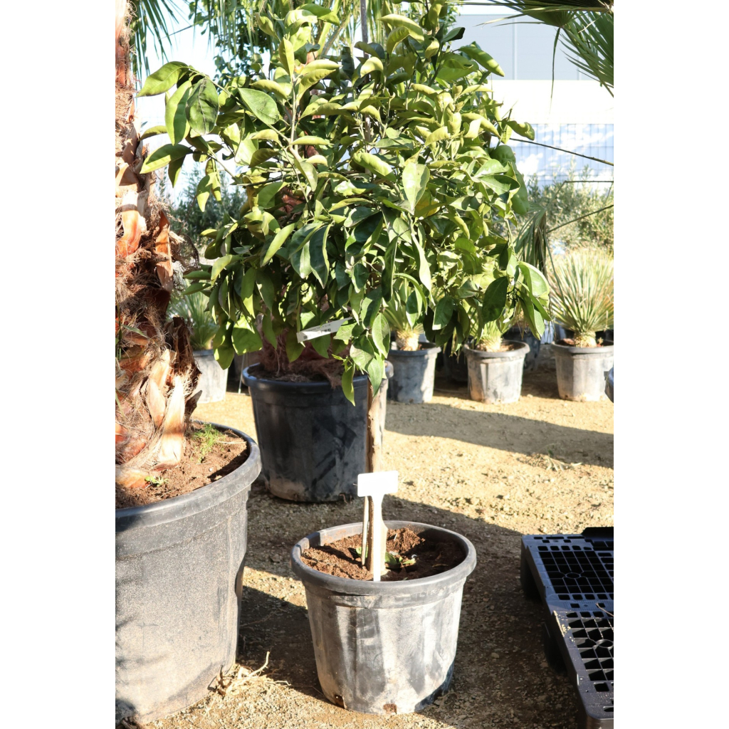 NARANCSFA 25L- CITRUS SINENSIS