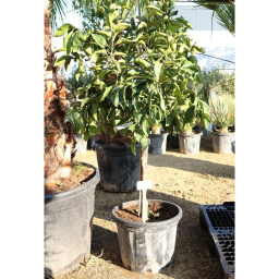 NARANCSFA 25L- CITRUS SINENSIS