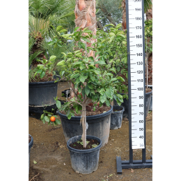 NARANCSFA 25L- CITRUS SINENSIS