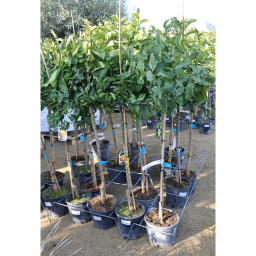 CITROMFA 10L- CITRUS LIMON