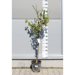 CITROMFA 10L- CITRUS LIMON