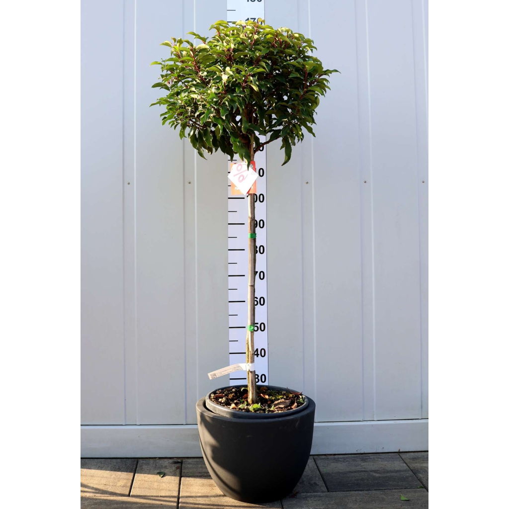 PORTUGÁL BABÉRMEGGY TÖRZSES GÖMB-PRUNUS LUSITANICA ANGUSTIFOLIA