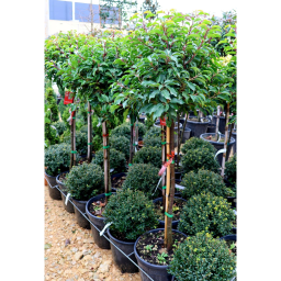 PORTUGÁL BABÉRMEGGY TÖRZSES GÖMB-PRUNUS LUSITANICA ANGUSTIFOLIA