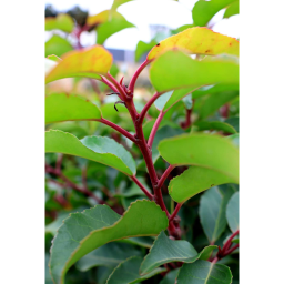 PORTUGÁL BABÉRMEGGY TÖRZSES GÖMB-PRUNUS LUSITANICA ANGUSTIFOLIA