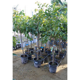 LIME FA 10L- CITRUS LIMA