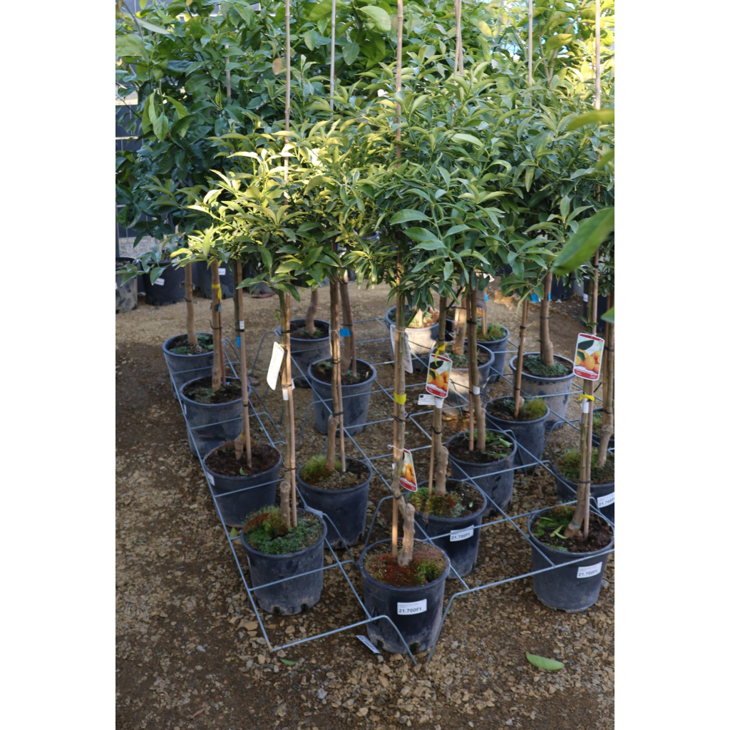 KUMQUAT FA 10L- CITRUS KUMQUAT