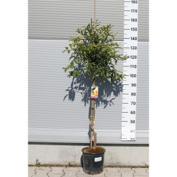 KUMQUAT FA 10L- CITRUS KUMQUAT