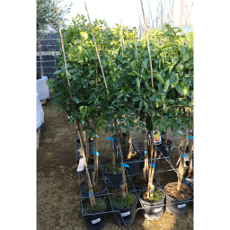 NARANCSFA 10 L- CITRUS SINENSIS